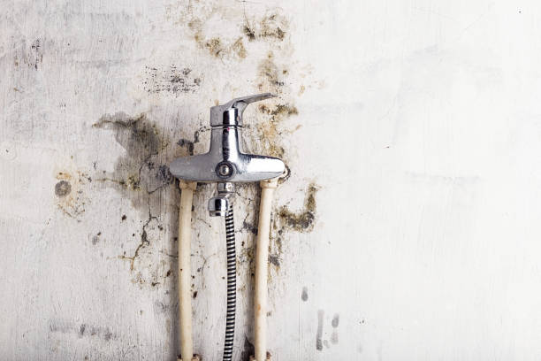 Reliable Burbank, WA Mold Removal Solutions