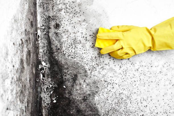 Home Mold Removal in Burbank, WA