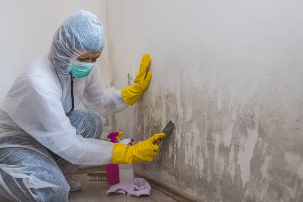 Best Toxic Mold Removal  in Burbank, WA