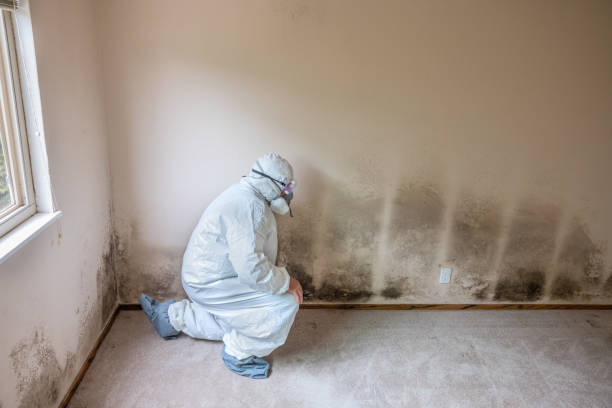 Best Residential Mold Removal  in Burbank, WA