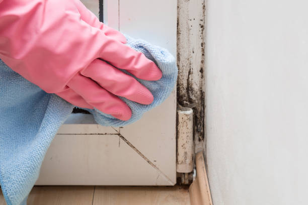 Mold Testing and Removal in Burbank, WA