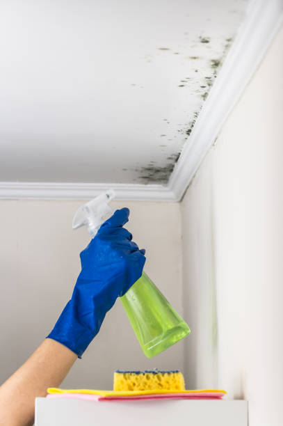 Mold Removal Process in Burbank, WA