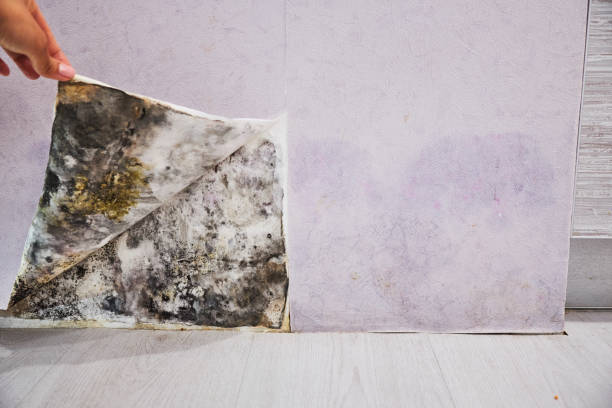 Best Mold Removal Process  in Burbank, WA